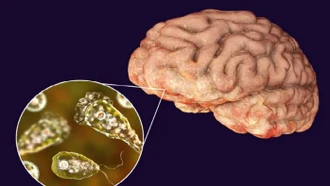 Gia tăng số ca nhiễm 'amip ăn não' gây tử vong tại bang Kerala (Ấn Độ)