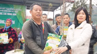 Hội Nông dân Lào Cai hỗ trợ nông dân Bắc Hà phát triển mận Tả Van