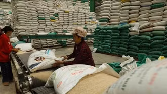 Thị trường nông sản: Giá lúa gạo đồng loạt tăng