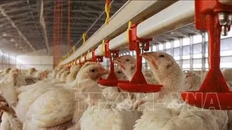 Dịch cúm gia cầm độc lực cao bùng phát ở Na Uy