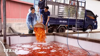 Làng cá chép đỏ Thủy Trầm tất bật cung ứng thị trường dịp lễ ông Công ông Táo