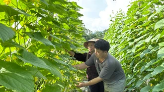 Nông dân xã Nghĩa Đô vào vụ thu hoạch dưa chuột theo mô hình liên kết