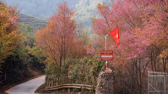 Xã Mù Cang Chải chuẩn bị tổ chức Festival Khèn Mông, Lễ hội Hoa tớ dày và hoạt động chào năm mới