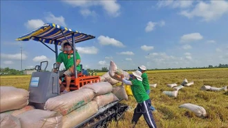 Xuất khẩu gạo tăng 5% về lượng, giá bình quân giảm mạnh