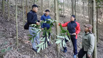 Bảo Hà: Khai thác giá trị cây quế để giảm nghèo bền vững