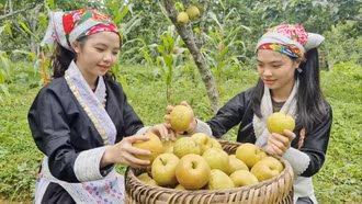  Nông dân Mường Hum thu 1,8 tỷ đồng từ lê Tai Nung