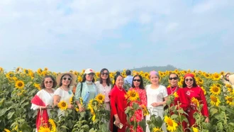 Cánh đồng hướng dương nở rộ sắc vàng “hút” khách check in