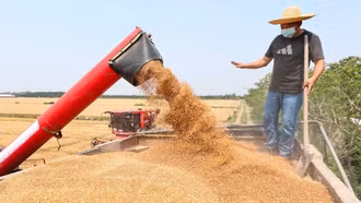 "Cánh đồng thông minh" đưa Trung Quốc tiến gần mục tiêu tự chủ lương thực