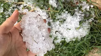 Mưa đá gây thiệt hại nhiều diện tích cây trồng tại Sơn La