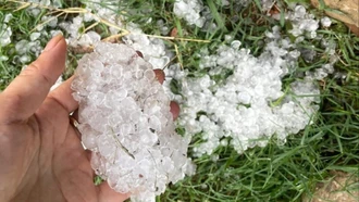 Mưa đá gây thiệt hại nhiều diện tích cây trồng tại Sơn La