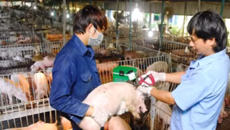 Việt Nam chủ động ngăn chặn, phòng chống khi dịch lở mồm long móng SAT1 lan rộng toàn cầu