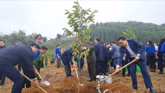 Lâm nghiệp Việt Nam: 80 năm giữ "lá phổi xanh" và tạo dựng thịnh vượng