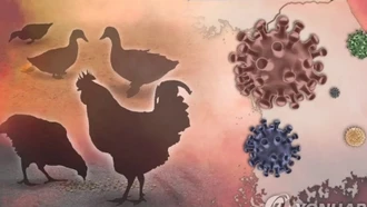 Hàn Quốc tăng cường các biện pháp ngăn chặn cúm gia cầm lây lan