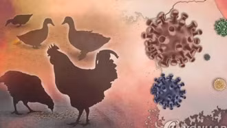 Hàn Quốc tăng cường các biện pháp ngăn chặn cúm gia cầm lây lan