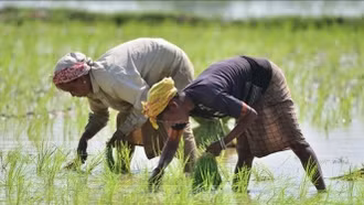 Ấn Độ siết lại xuất khẩu gạo