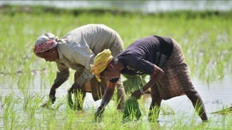 Ấn Độ siết lại xuất khẩu gạo
