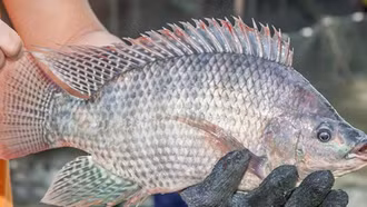 Cá rô phi Việt Nam "làm mưa làm gió" ở nhiều nước