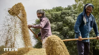 Giá gạo châu Á chịu áp lực từ cả phía cung và cầu