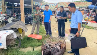 Nỗ lực khống chế dịch tả lợn châu Phi