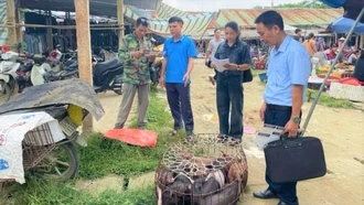 Nỗ lực khống chế dịch tả lợn châu Phi