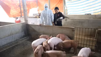 Chủ động tiêm hơn 11 nghìn liều vắc-xin phòng dịch tả lợn châu Phi