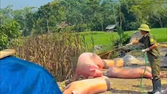 Xuất hiện dịch tả lợn châu Phi tại xã Mường Lai và Khánh Hòa