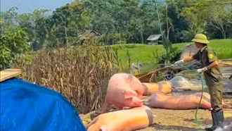 Xuất hiện dịch tả lợn châu Phi tại xã Mường Lai và Khánh Hòa