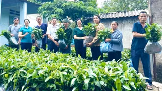 Phường Lào Cai: Trao tặng 36.000 cây quế giống cho các hộ gia đình có hoàn cảnh khó khăn 