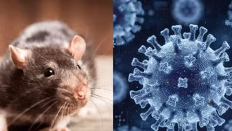 Biến chủng Andes của Hantavirus lây từ người sang người: Du khách Việt cần lưu ý những gì khi đi tàu biển?