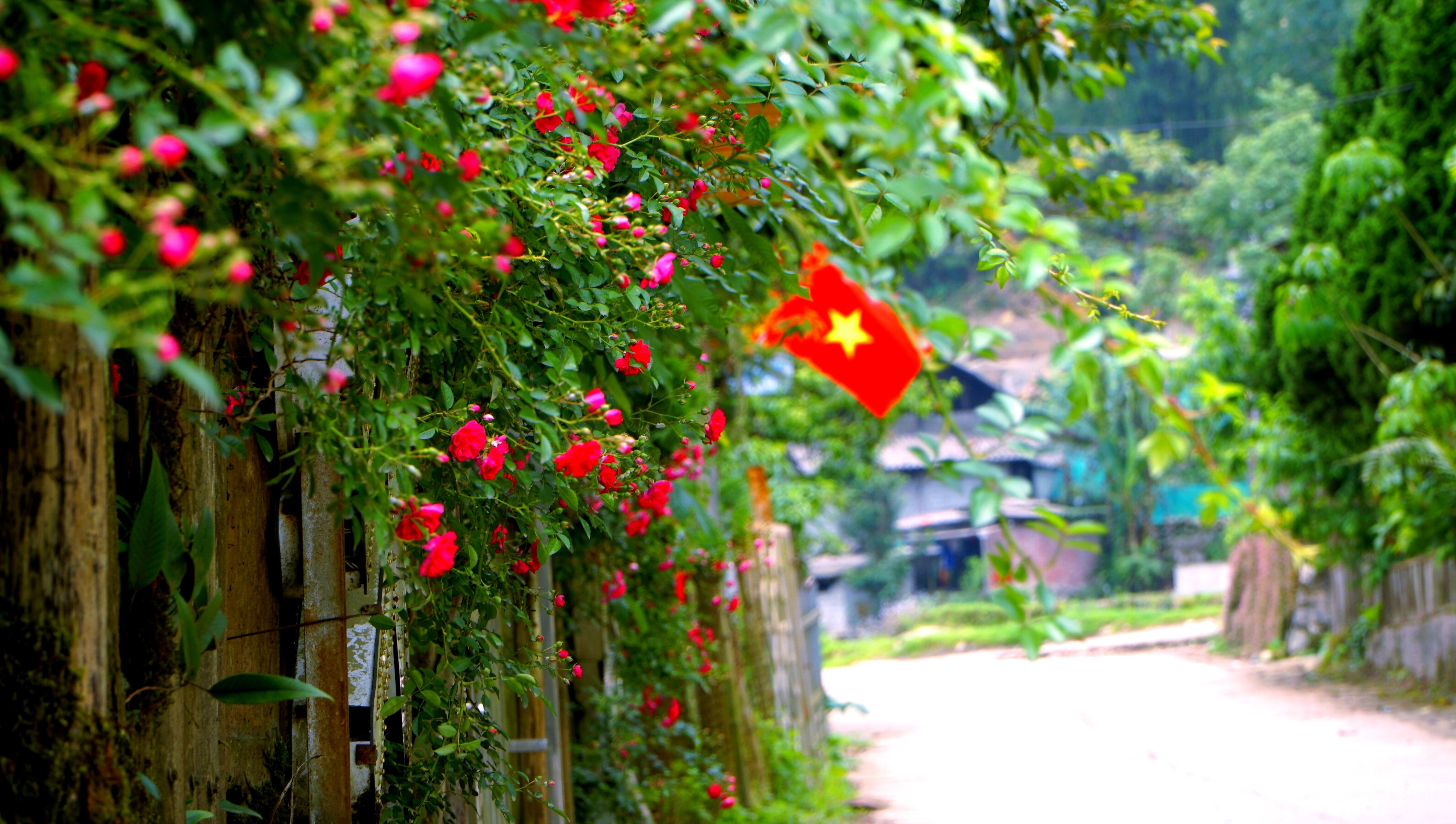 Những con đường thắm sắc hoa tầm xuân. img-20250505-233111.jpg