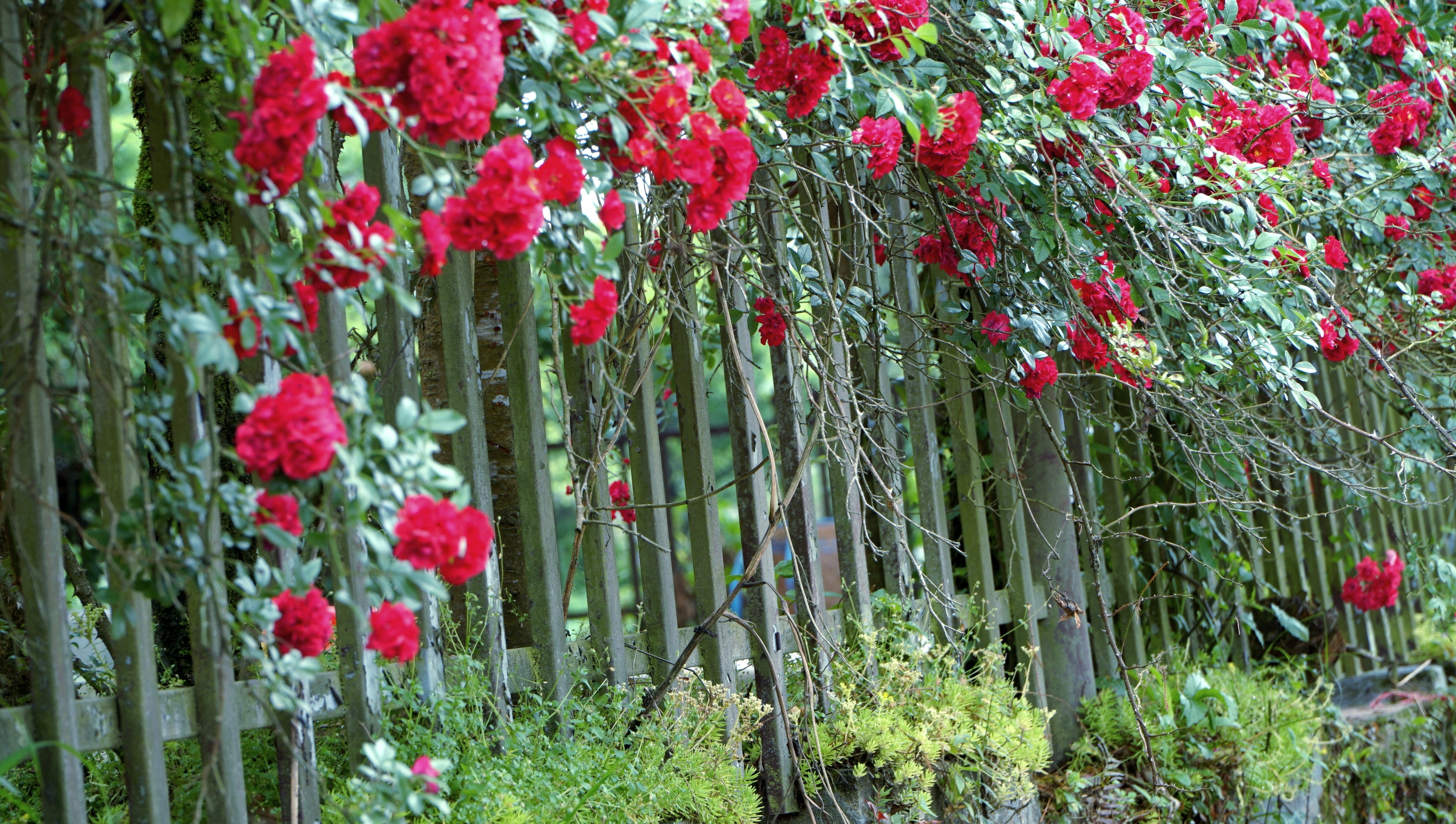 Hàng rào tầm xuân rực đỏ. img-20250505-155203.jpg