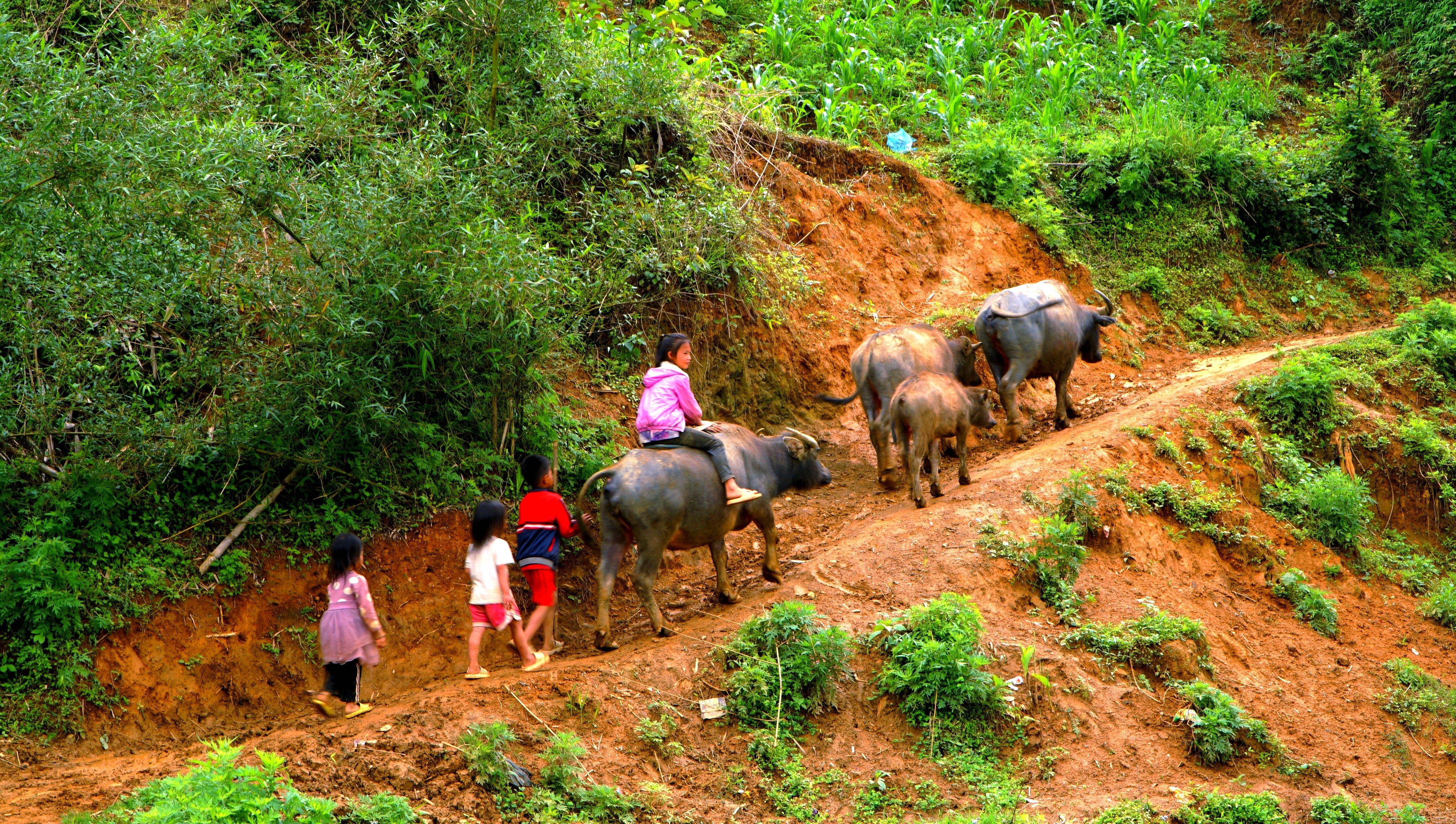 Trẻ nhỏ hồn nhiên chăn trâu bên những sườn núi cao. img-20250505-154215.jpg