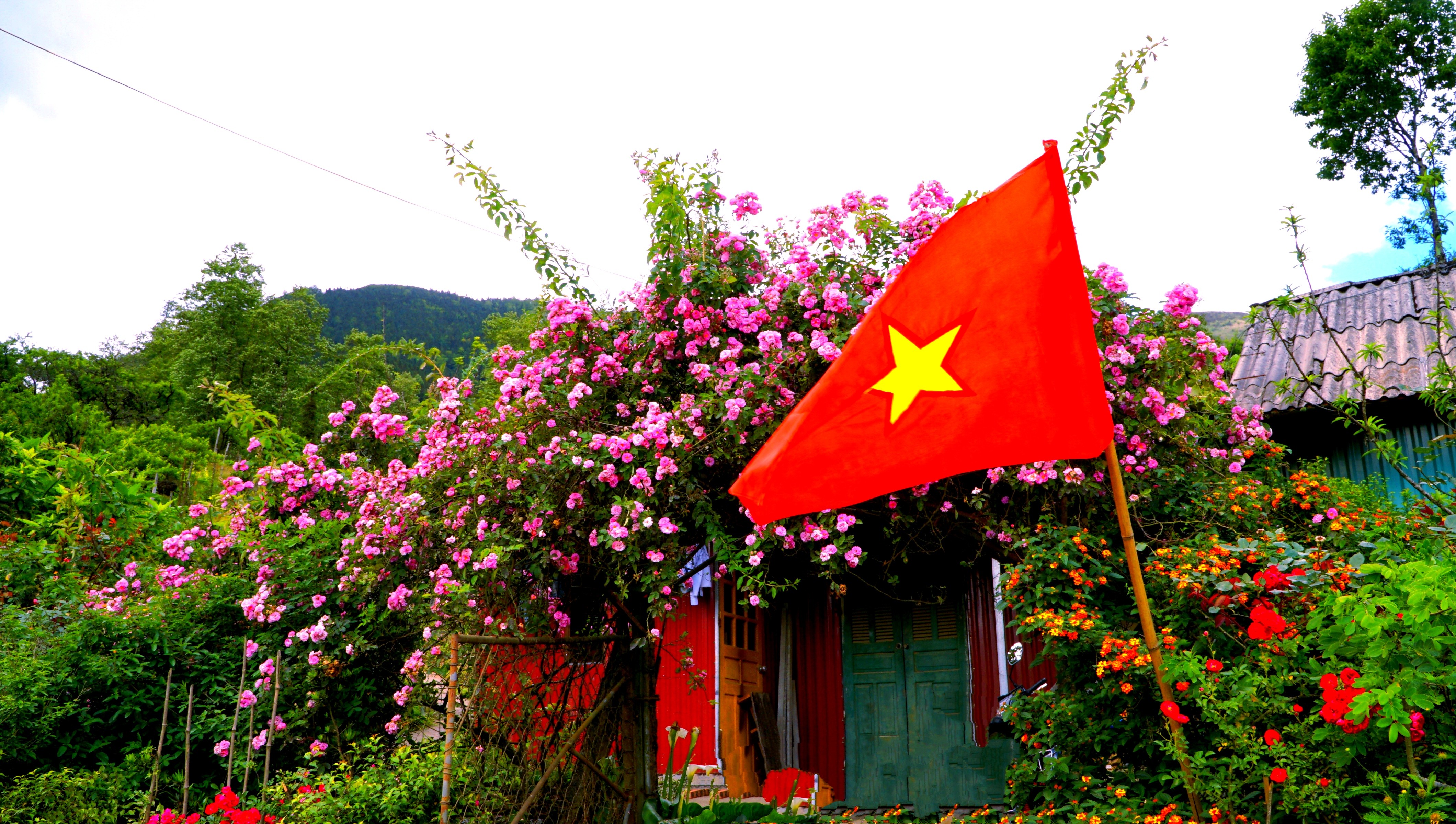 Những chiếc cổng rợp bóng tầm xuân. img-20250505-233442.jpg