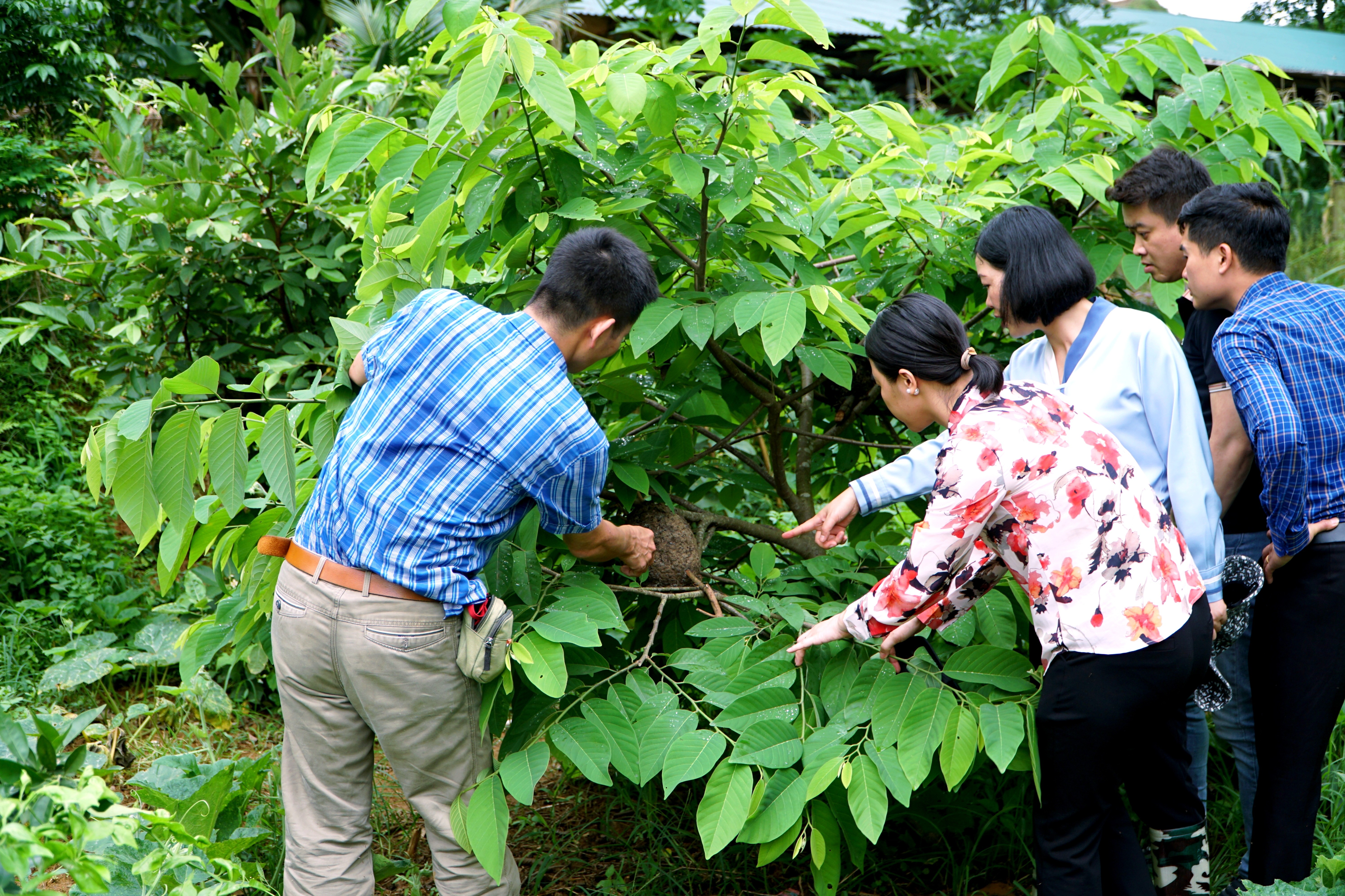 โครงการ “วิจัยการเพาะพันธุ์มดบางชนิดใต้ร่มไม้เพื่อสร้างผลผลิตไข่มดเข้มข้นคุณภาพดี” ประสบผลสำเร็จดีในเบื้องต้น img-20250530-185211.jpg