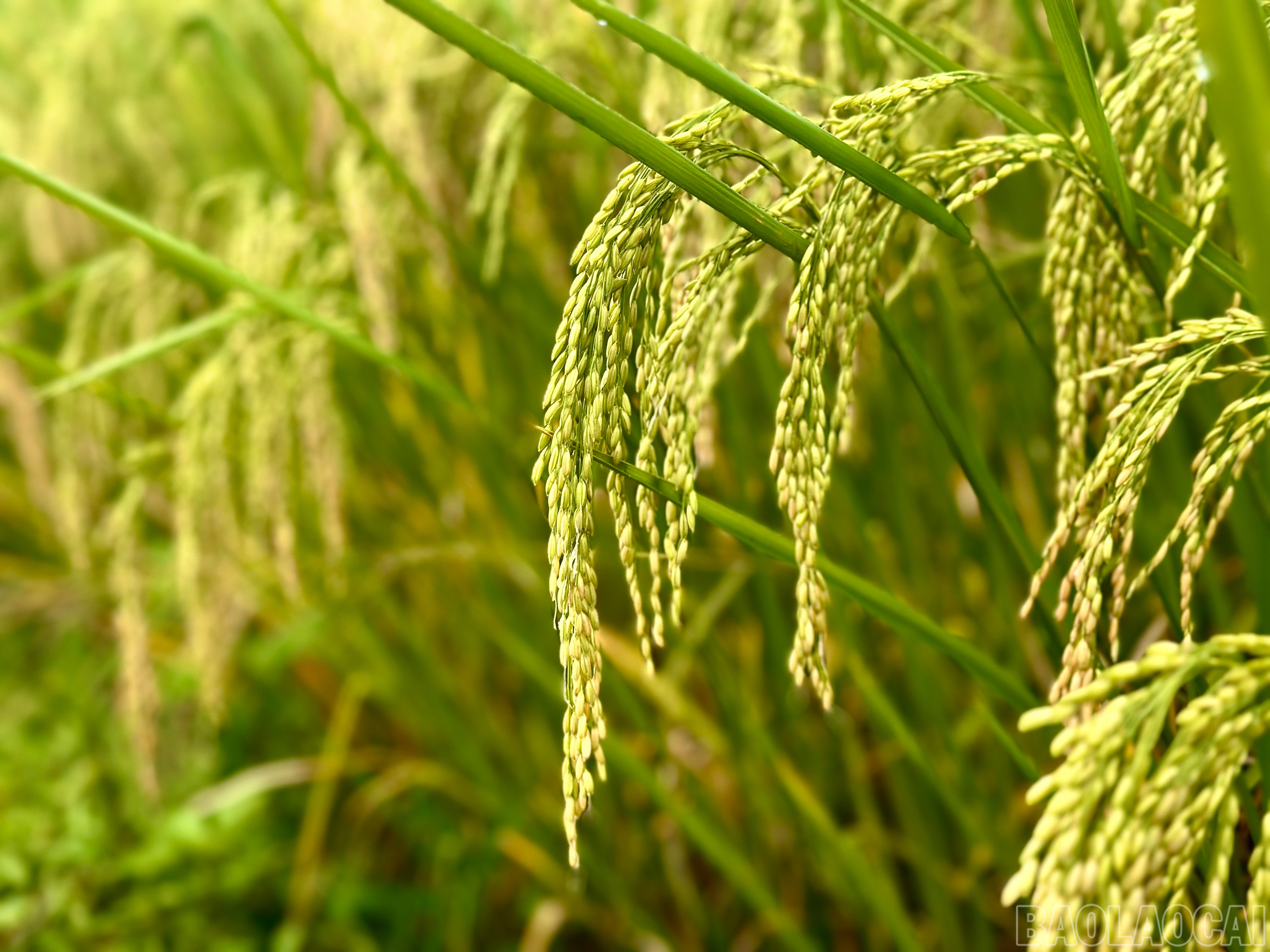 Những bông lúa uốn câu báo hiệu mùa vụ bội thu. baolaocai-br_img-1016.jpg