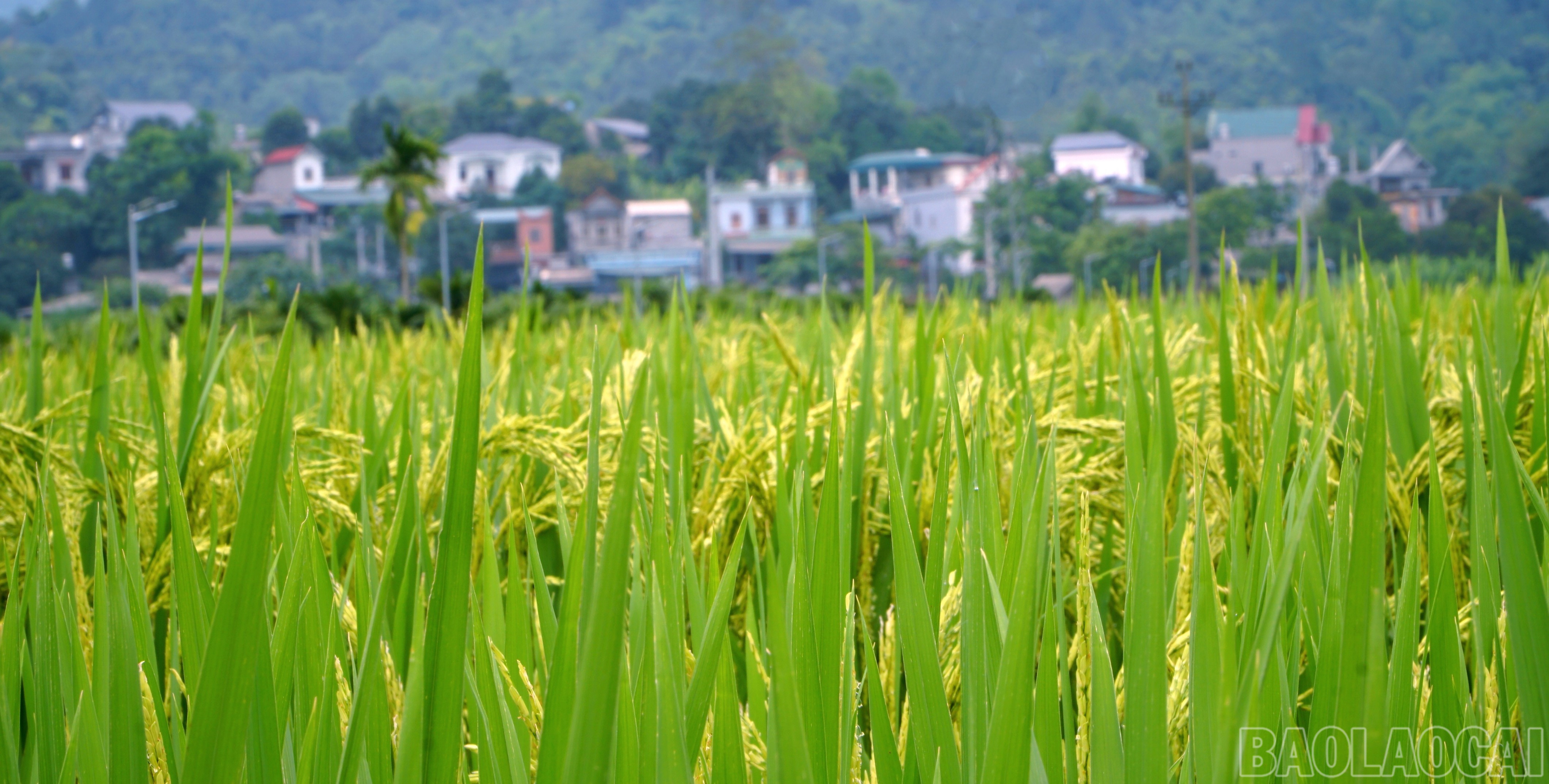 Bản làng bình yên sau ruộng lúa đang uốn câu. baolaocai-br_img-20250515-154223.jpg