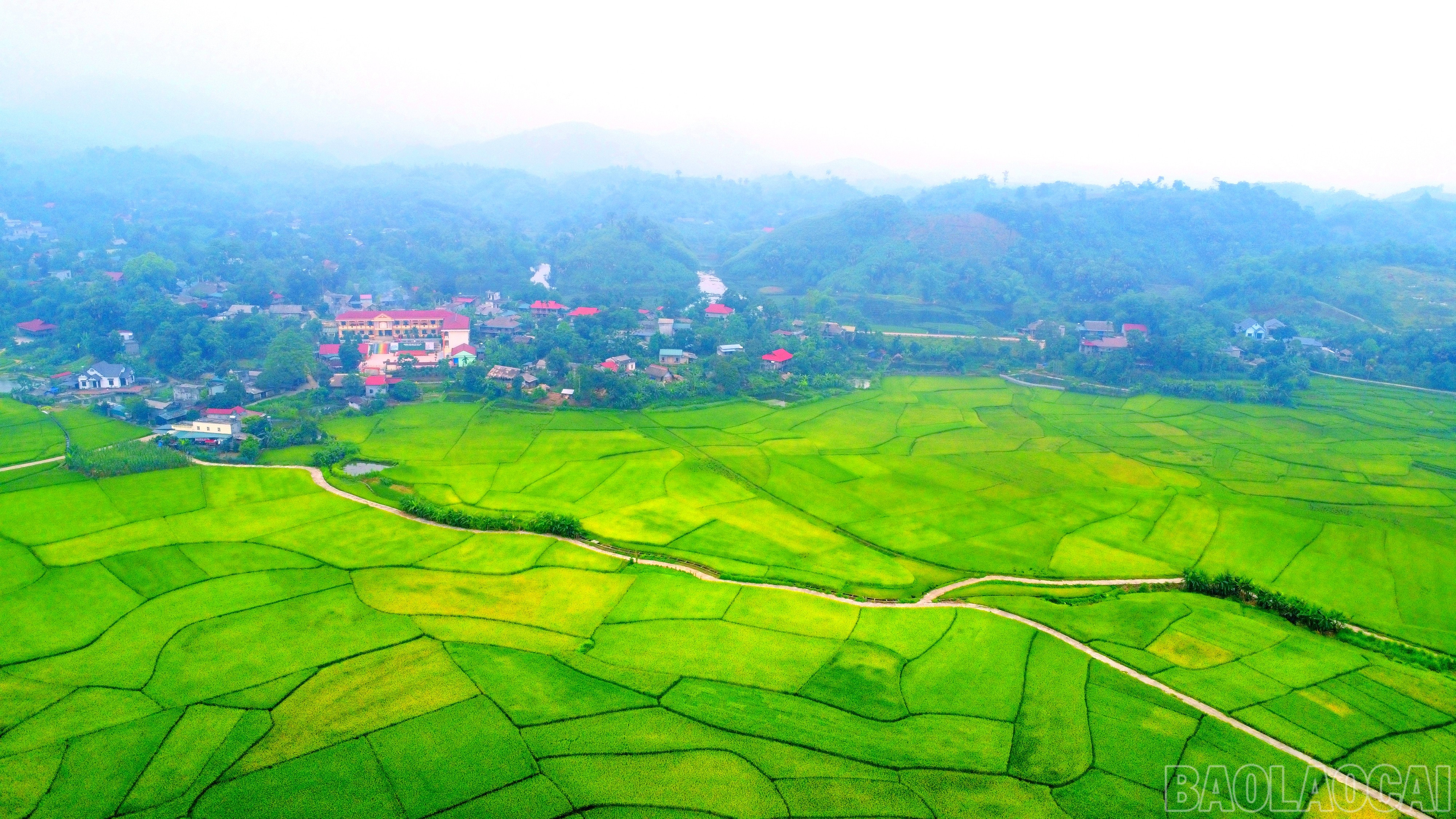 Cánh đồng lúa rộng lớn thuộc thôn Chiềng 1 + 2 + 3 , xã Võ Lao, huyện Văn Bàn đang chuyển màu chuẩn bị thu hoạch. baolaocai-br_img-20250515-151043.jpg