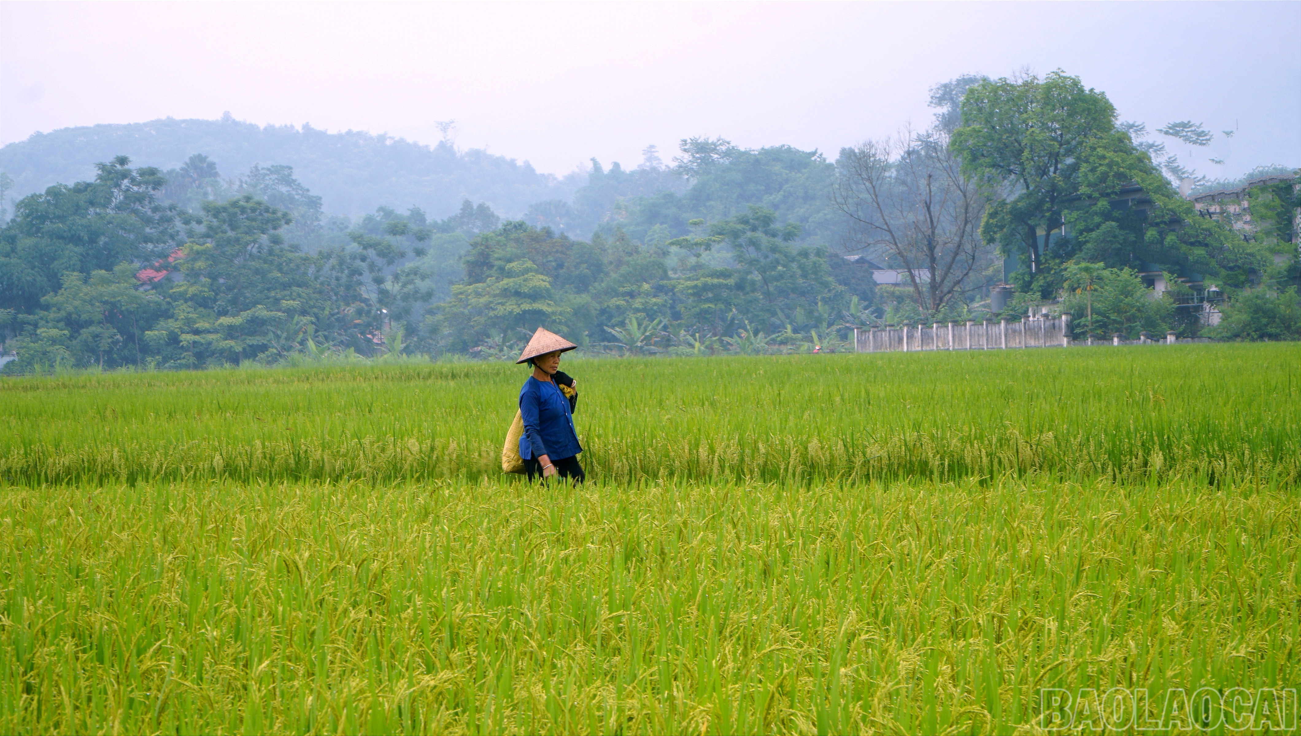 Sáng sớm, nông dân đã có mặt trên cánh đồng để thăm lúa. baolaocai-br_img-20250515-154524.jpg