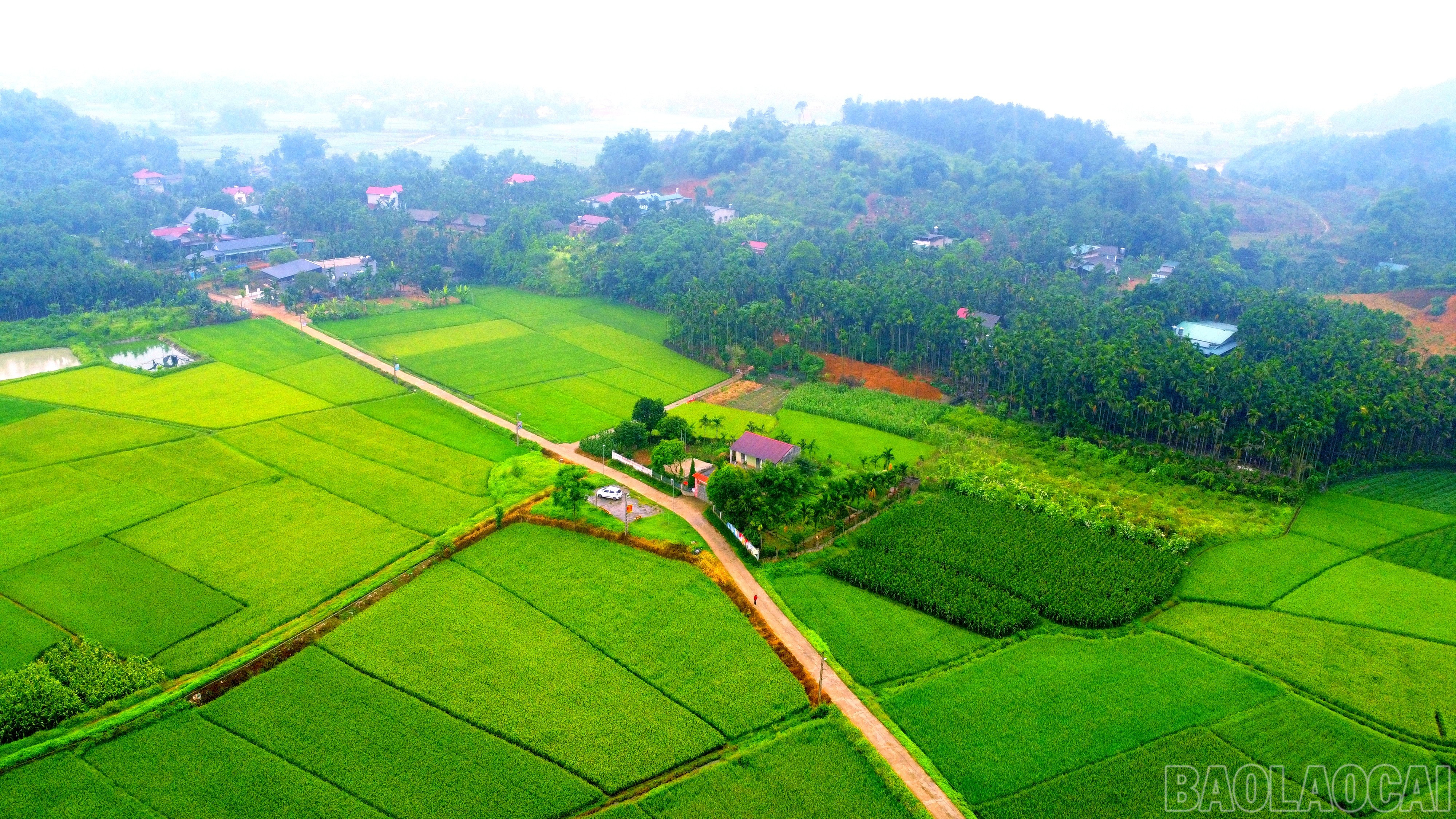 Một trong những vựa lúa lớn của xã Phú Nhuận, huyện Bảo Thắng bao bọc các xóm làng trù phú, yên bình. baolaocai-br_img-20250515-154556.jpg