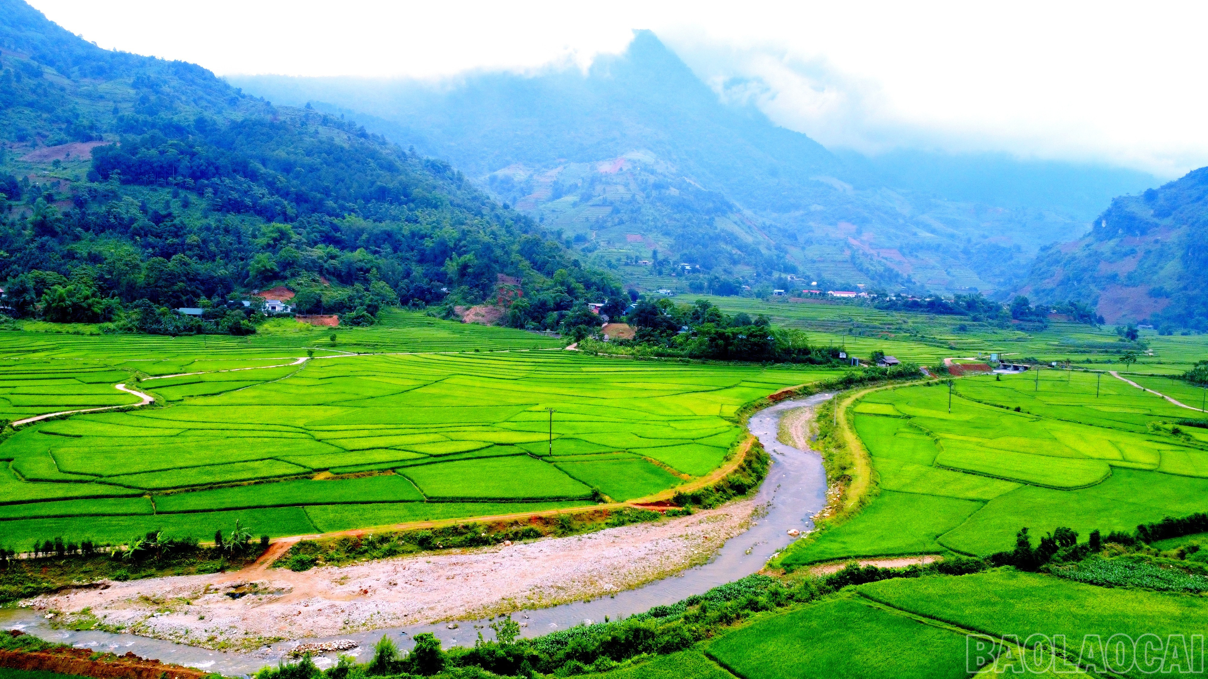 Vựa lúa đặc sản Séng cù ở xã Mường Vi, huyện Bát Xát có diện tích hơn 200 ha. Ở đây, người trồng lúa không cần phải gặt hay phơi thóc vì tư thương đã đặt mua từ khi lúa còn non. baolaocai-br_img-20250515-150808.jpg