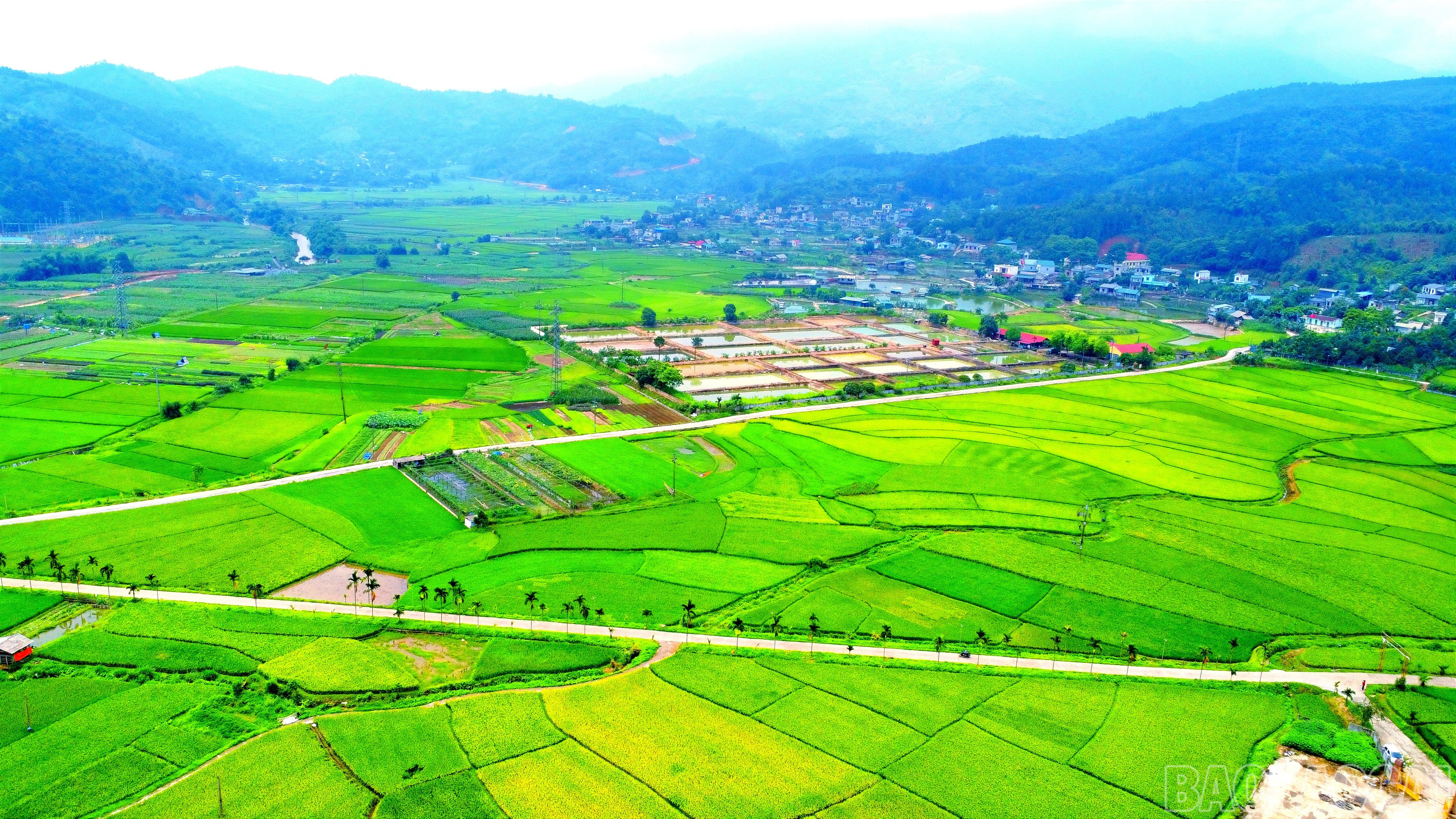 Trù phú mùa vàng Quang Kim, Bát Xát. baolaocai-br_img-20250515-150504.jpg