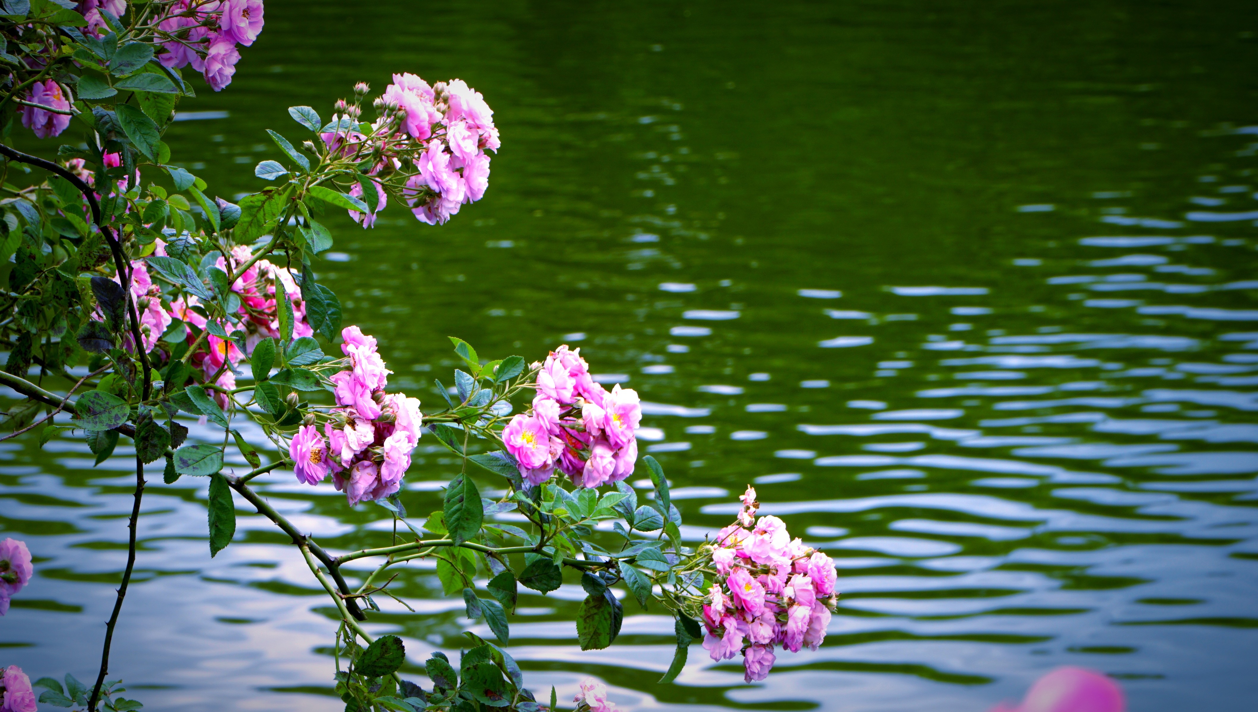 Tầm xuân soi bóng xuống mặt hồ ngát xanh. img-20250505-232305.jpg