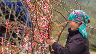 Đào rừng Sa Pa bày bán nhộn nhịp trên quốc lộ 4D