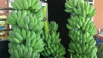 Chuối dự báo sớm gia nhập "câu lạc bộ" xuất khẩu tỷ đô