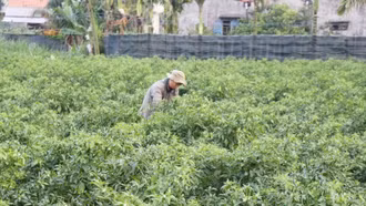 Những mô hình khởi nghiệp bền vững của thanh niên dân tộc thiểu số