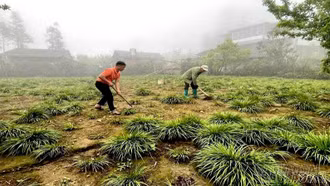 Lùng Phình: Cây thắng cố mở ra hướng đi mới