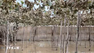 Khánh Hòa công bố tình huống khẩn cấp về thiên tai do mưa lũ kéo dài