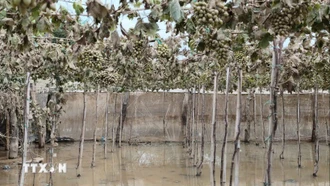 Khánh Hòa công bố tình huống khẩn cấp về thiên tai do mưa lũ kéo dài