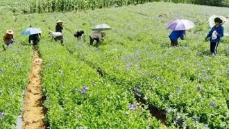 Lào Cai nâng cao vai trò và vị thế y học cổ truyền trong chăm sóc sức khỏe