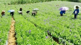 Lào Cai nâng cao vai trò và vị thế y học cổ truyền trong chăm sóc sức khỏe